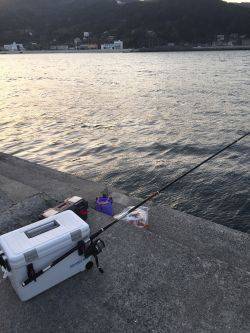 カゴ釣りでソーダガツオ入れ食い