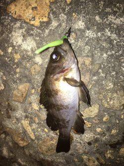 渋すぎメバリング！