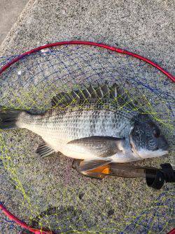 ノッコミ到来？！