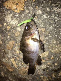 渋すぎメバリング！