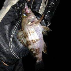 今年初の泉南メバリング！