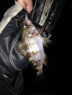 今年初の泉南メバリング！