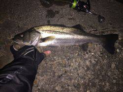 久しぶりのシーバス