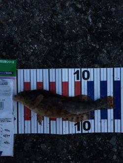 見える魚は活性低い？