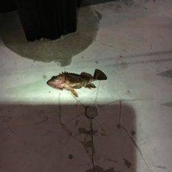 大丈夫です、ガシラはいますよ