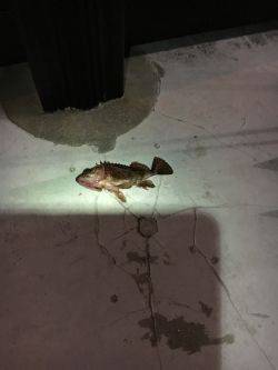 大丈夫です、ガシラはいますよ