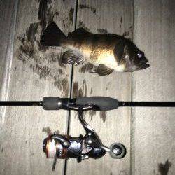 初めてのポイントですけど