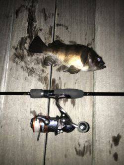 初めてのポイントですけど