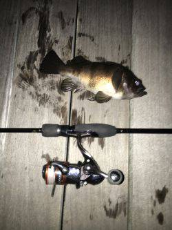 初めてのポイントですけど