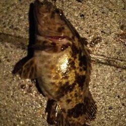 サゴッシーも終わりかなぁ。