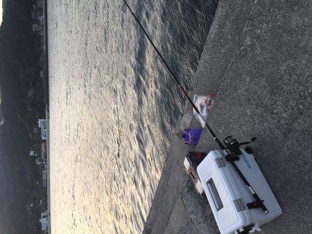 カゴ釣りでソーダガツオ入れ食い