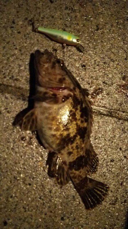 サゴッシーも終わりかなぁ。