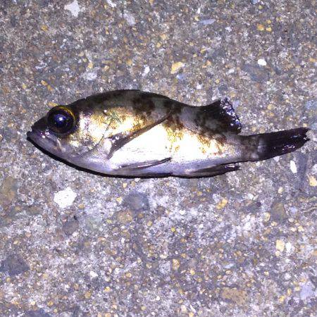 寒中ランガン！