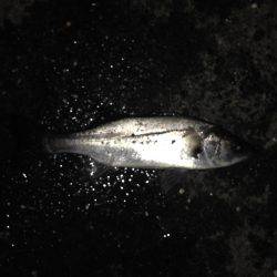 エビ撒きでハネ