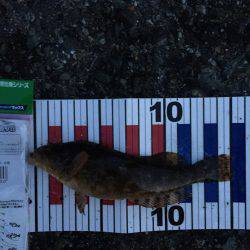 見える魚は活性低い?