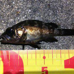 ノーワームメバリング