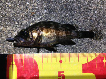 ノーワームメバリング