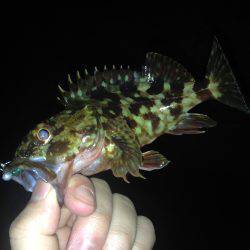 珍しいお客さん