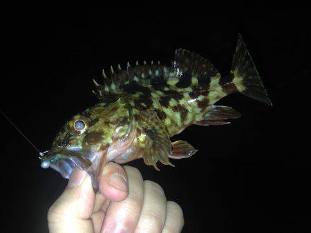 珍しいお客さん