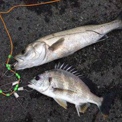 エビ撒きで、今年初の60cmオーバー！