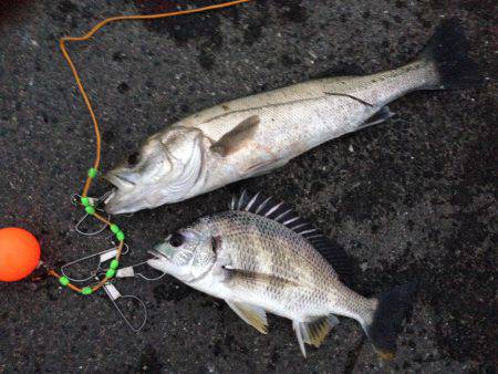 エビ撒きで、今年初の60cmオーバー！