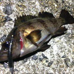 綺麗なメバルが釣れました。