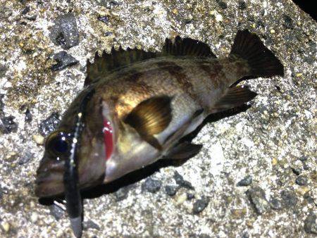 綺麗なメバルが釣れました。
