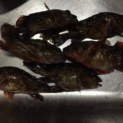 やっぱりガシラ