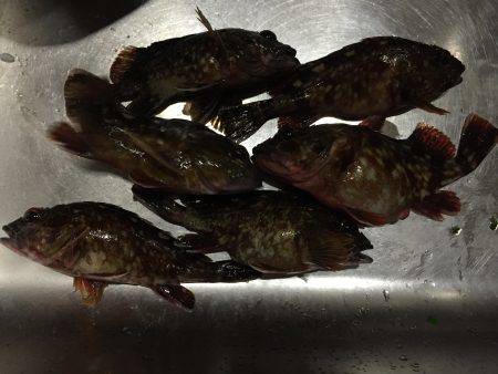 やっぱりガシラ