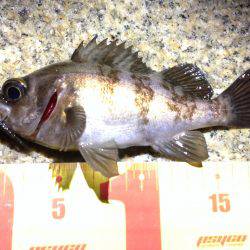 ニュースポット。