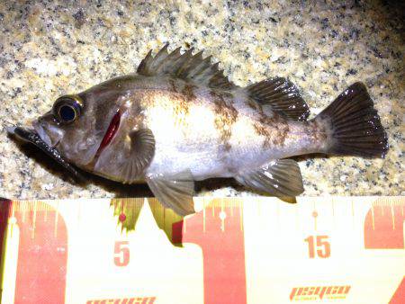 ニュースポット。