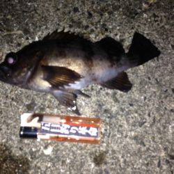 メバリングに嬉しいゲスト