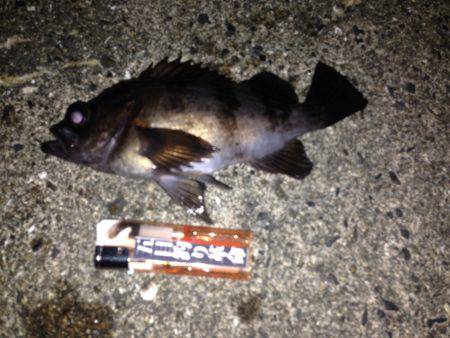 メバリングに嬉しいゲスト