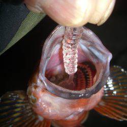 メバリングのはずがσ^_^;