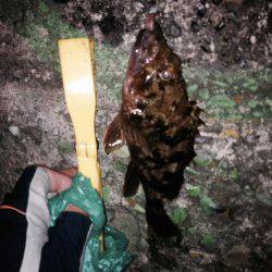 ロックフィッシュ