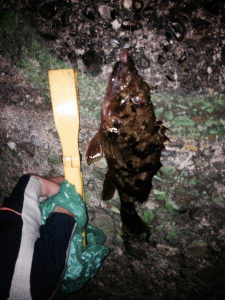 ロックフィッシュ