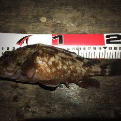 北風ピュ〜ピュ〜〜寒い中、ガッシーとご対面