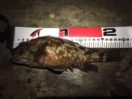 北風ピュ〜ピュ〜〜寒い中、ガッシーとご対面