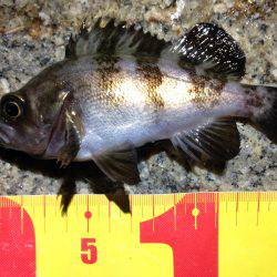 ま、巻くだけで釣れるとは…^o^