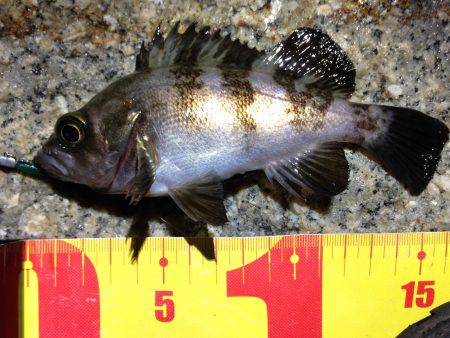 ま、巻くだけで釣れるとは…^o^