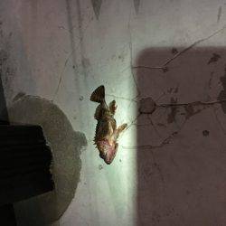 大丈夫です、ガシラはいますよ