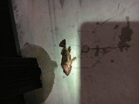 大丈夫です、ガシラはいますよ