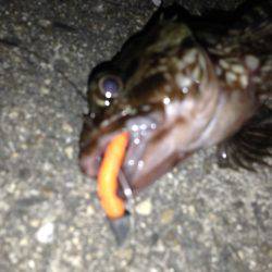 癒しのロックフィッシュ