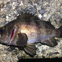 好きなワームのカラー。