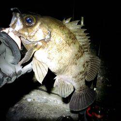 ご近所メバリング‼️