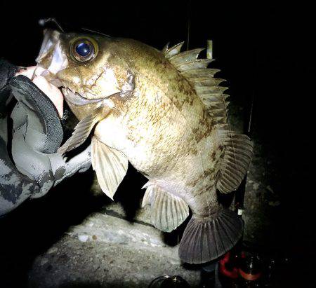 ご近所メバリング‼️