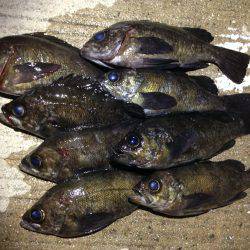 後半入れ食いϵ( \’Θ\’ )϶