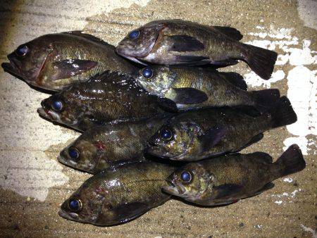 後半入れ食いϵ( \’Θ\’ )϶