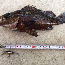 ライトライトライト遠征