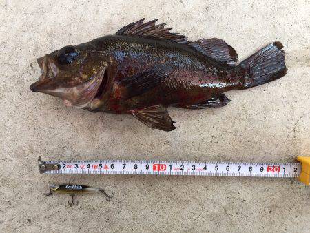 ライトライトライト遠征